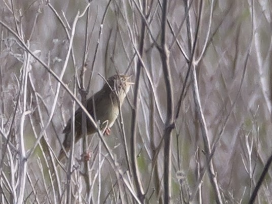 Common Grasshopper Warbler - ML620312864