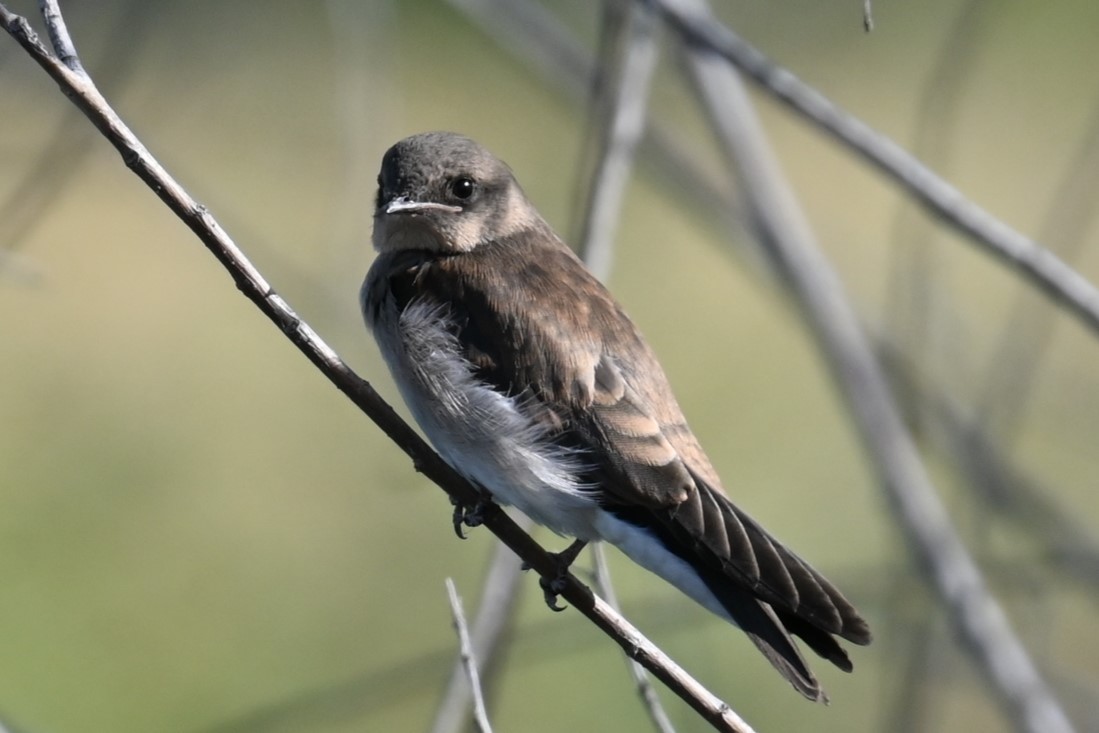 Northern Rough-winged Swallow - ML620312887