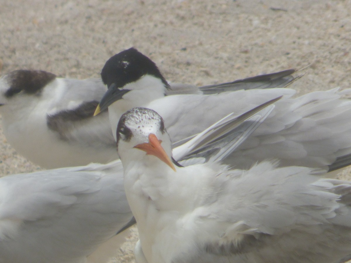 Elegant Tern - ML620312900