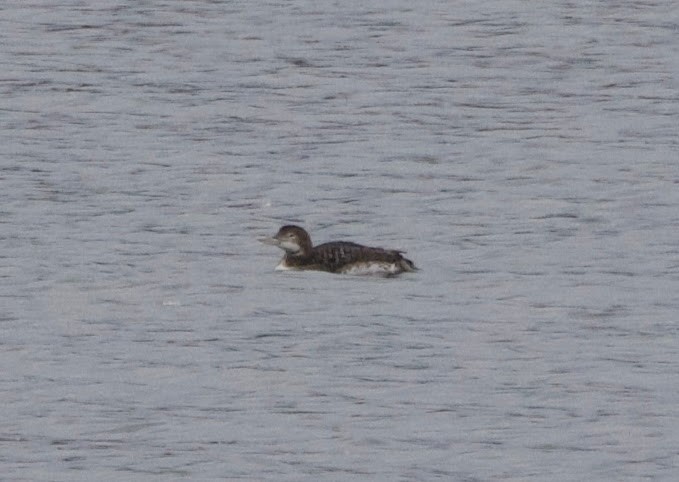 Yellow-billed Loon - Benjamin Zerante