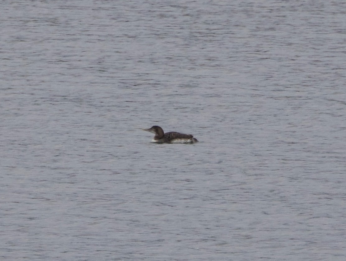 Yellow-billed Loon - ML620312904