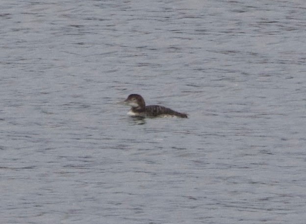 Yellow-billed Loon - ML620312905