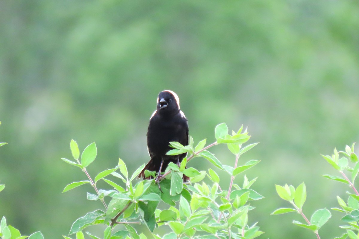 Bobolink - Rachel Lewis