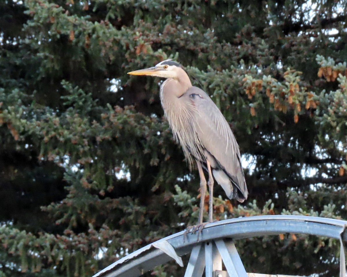 Great Blue Heron - ML620312910