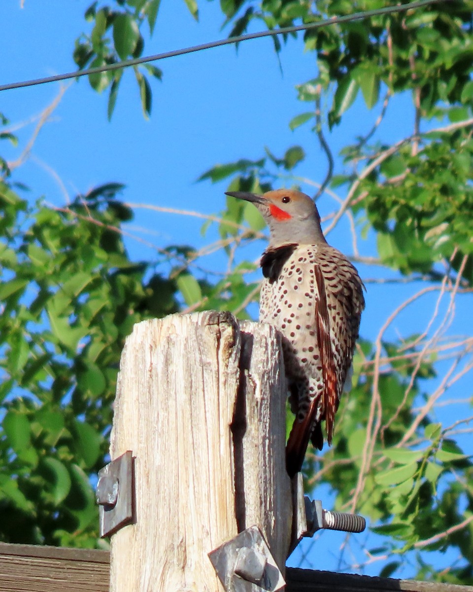 Northern Flicker (Red-shafted) - ML620312915