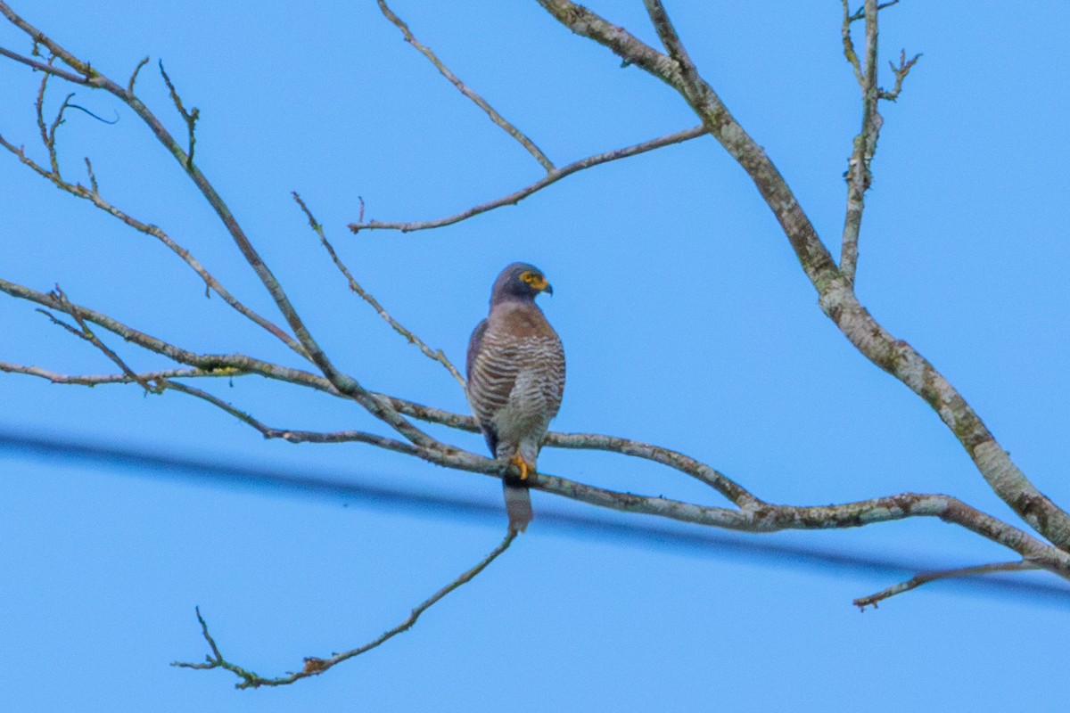 Roadside Hawk - ML620312917