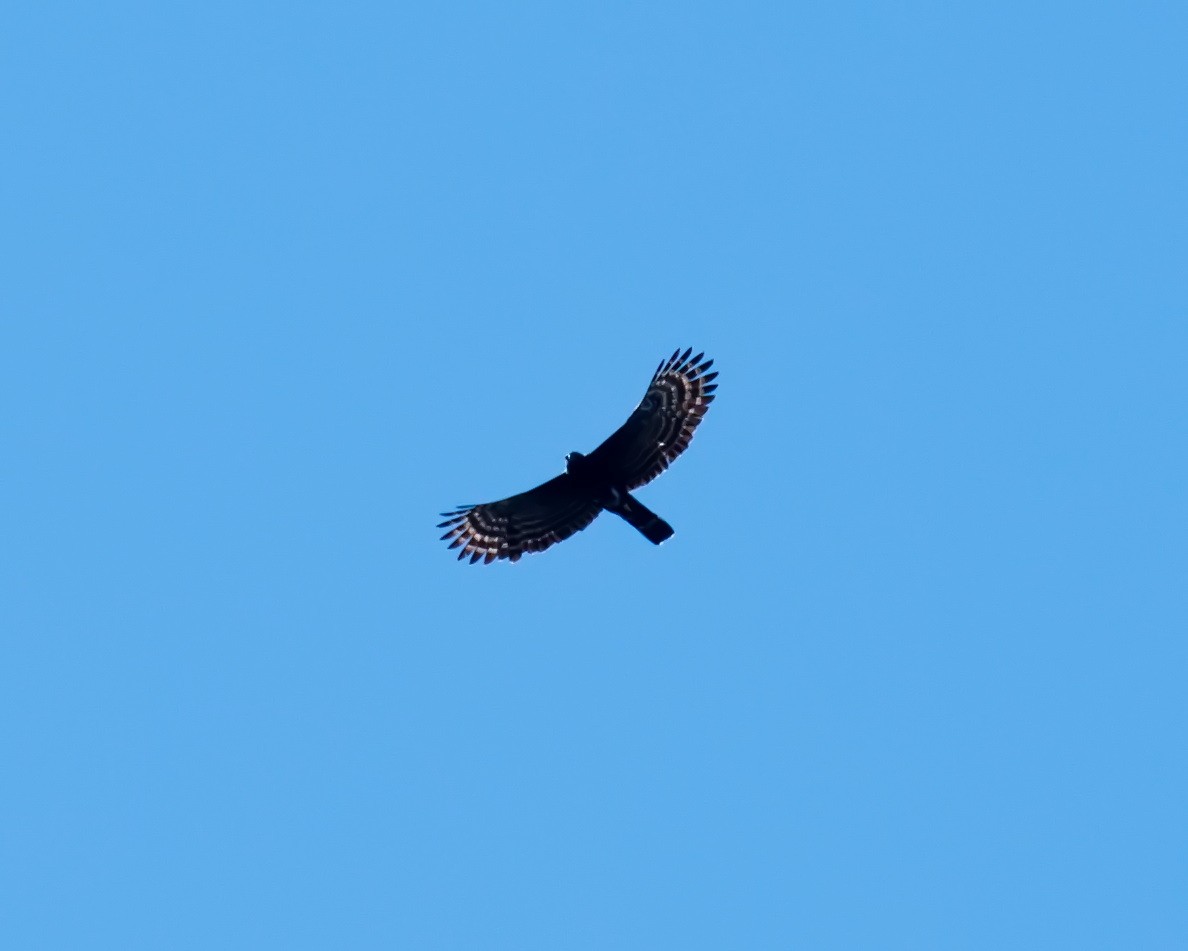 Águila Negra - ML620312918