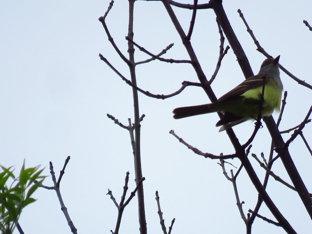 Great Crested Flycatcher - ML620312919