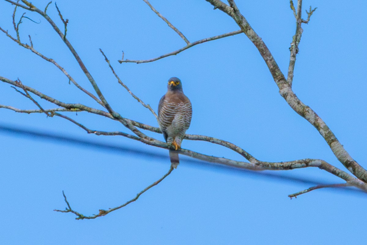 Roadside Hawk - ML620312920