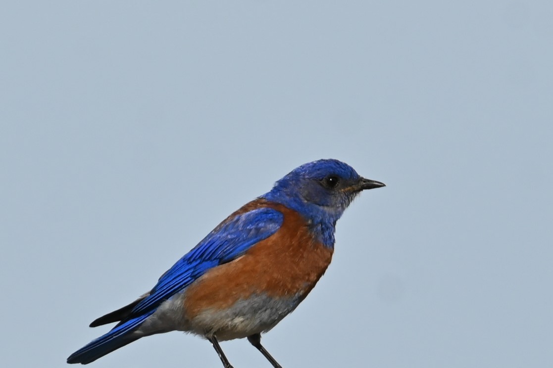 Western Bluebird - ML620312924