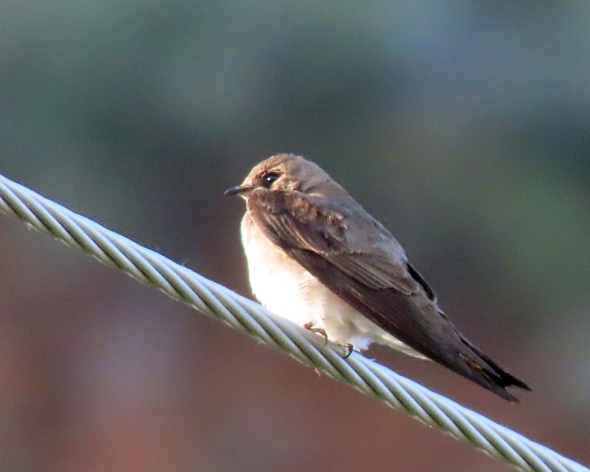 Northern Rough-winged Swallow - ML620312926