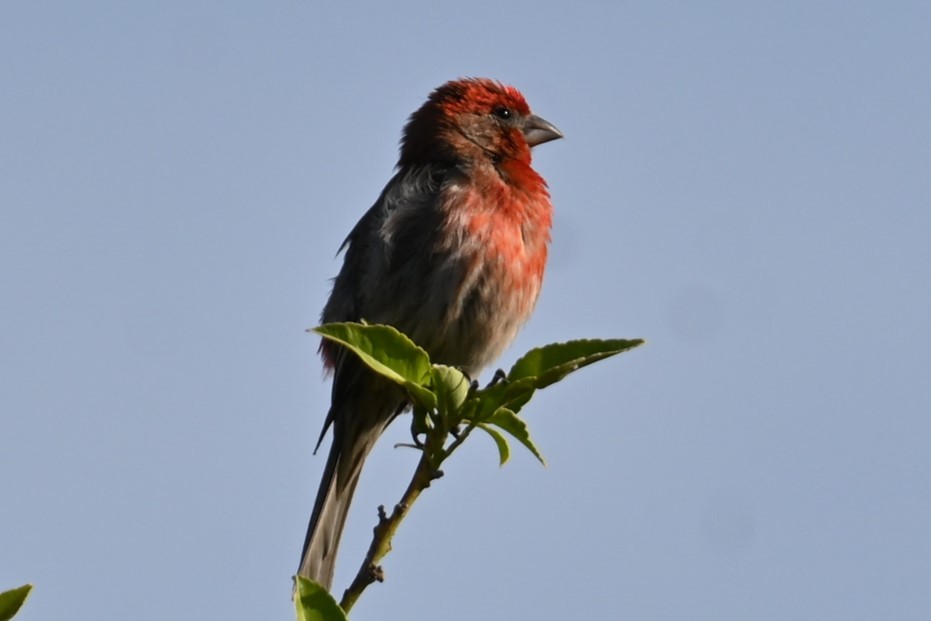 House Finch - ML620312927