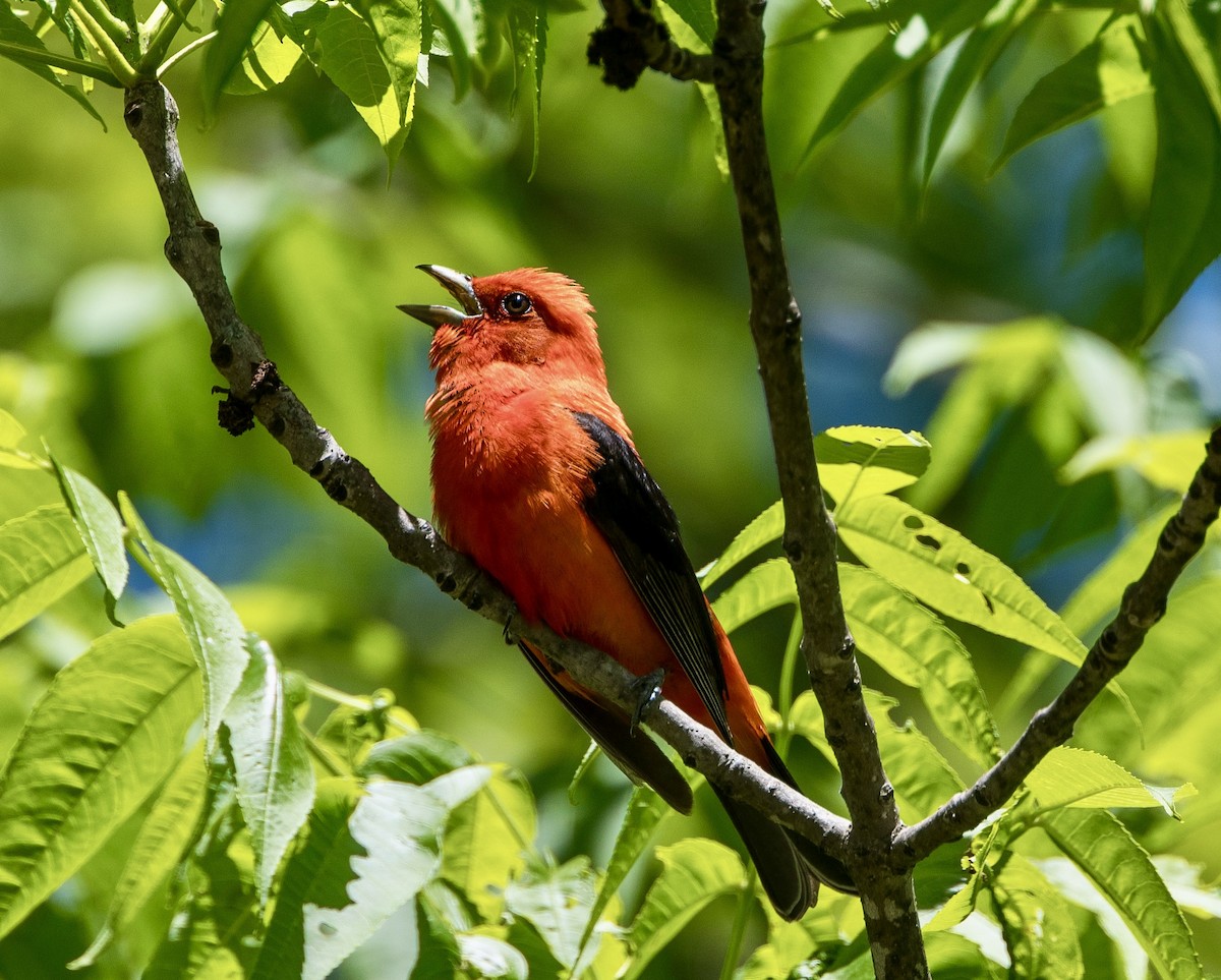 Scarlet Tanager - ML620312928