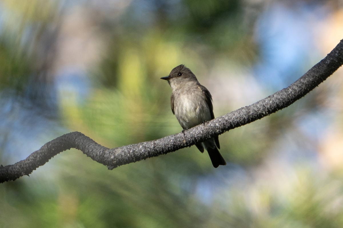 Western Wood-Pewee - ML620312932