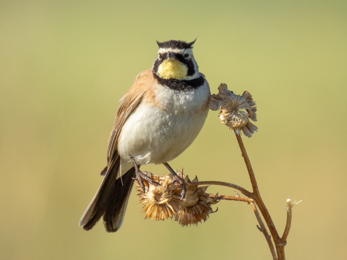 Horned Lark - ML620312933