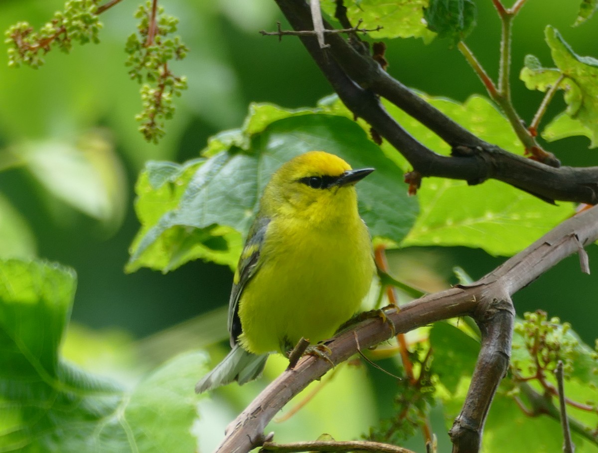 gullvingeparula x blåvingeparula (hybrid) - ML620312936