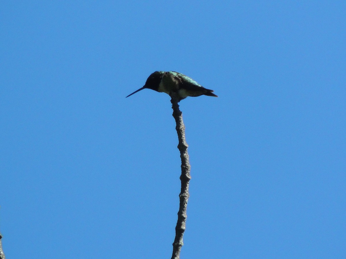 Colibri à gorge rubis - ML620312940