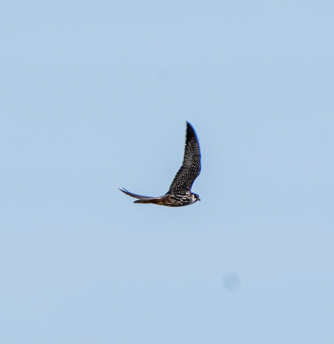 Eurasian Hobby - ML620312941