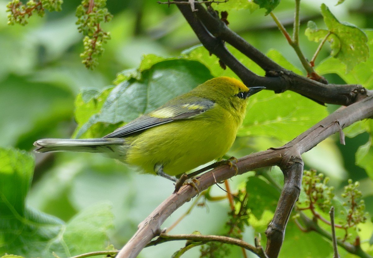 Golden-winged x Blue-winged Warbler (hybrid) - ML620312942