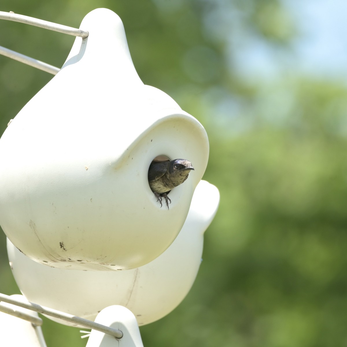 Purple Martin - ML620312948