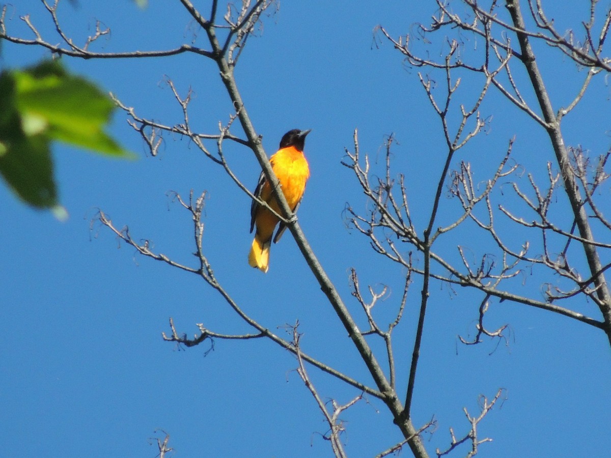 Baltimore Oriole - ML620312951