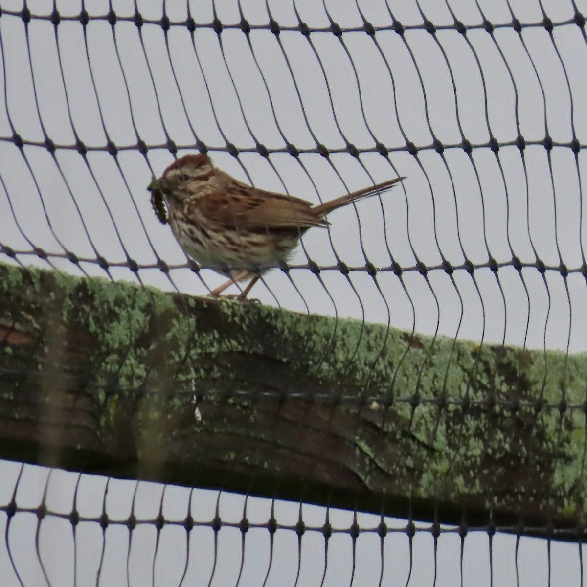 Song Sparrow - ML620312953