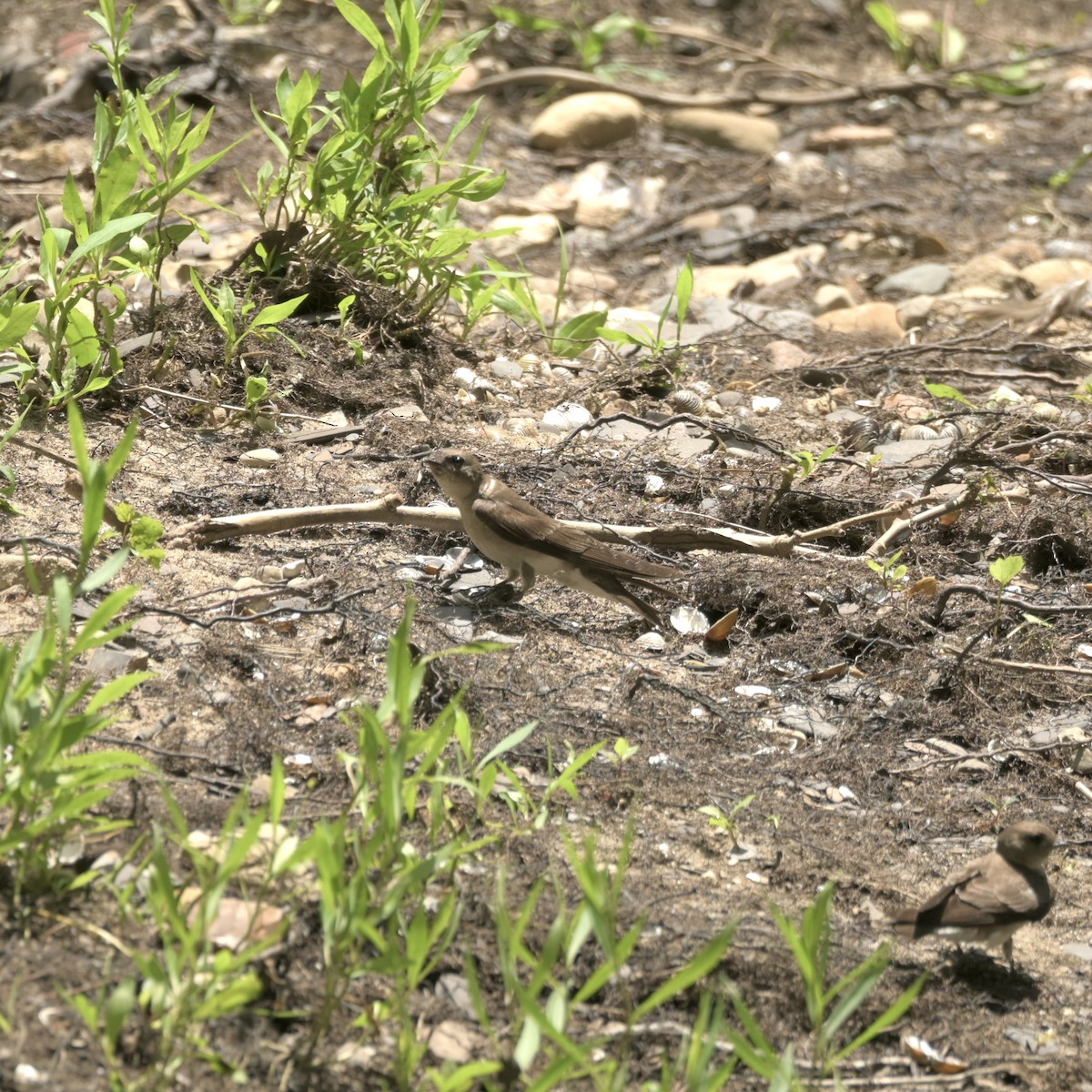 Northern Rough-winged Swallow - ML620312957