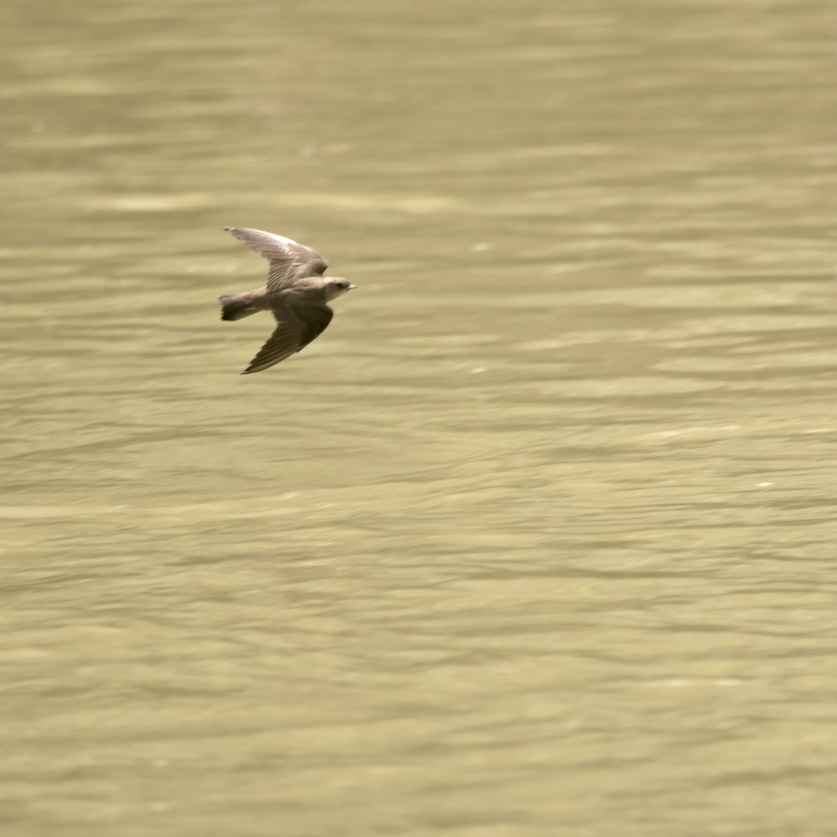 Northern Rough-winged Swallow - ML620312958