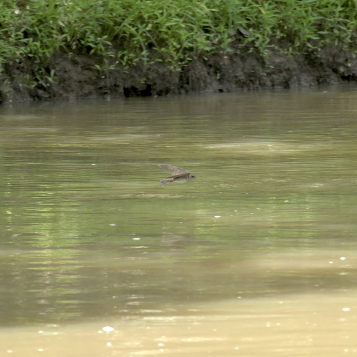 Northern Rough-winged Swallow - ML620312959