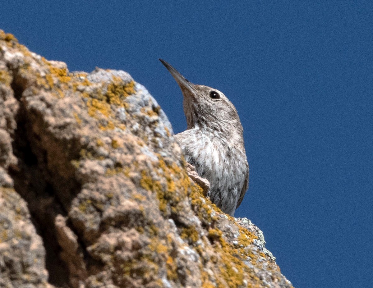 Rock Wren - ML620312961