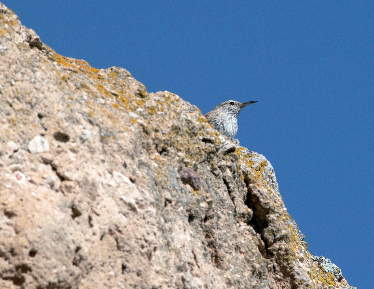 Rock Wren - Rich and Lynne Glassford