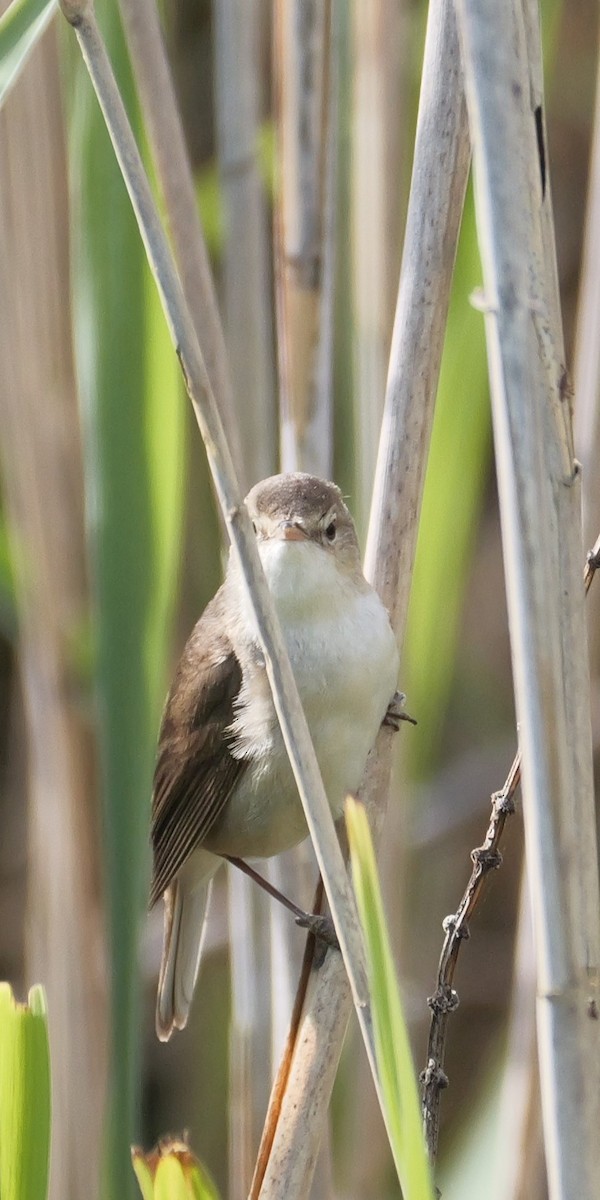 Common Reed Warbler - ML620312967