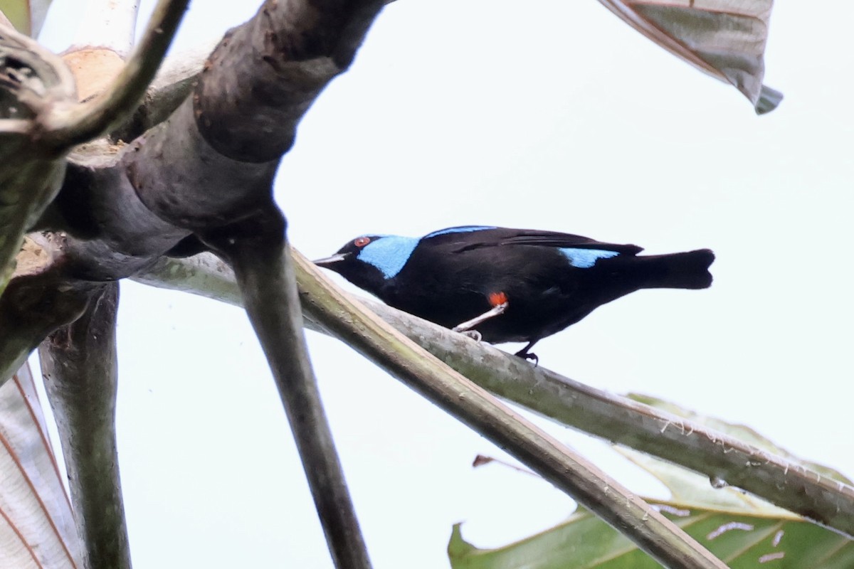 Scarlet-thighed Dacnis - ML620312970