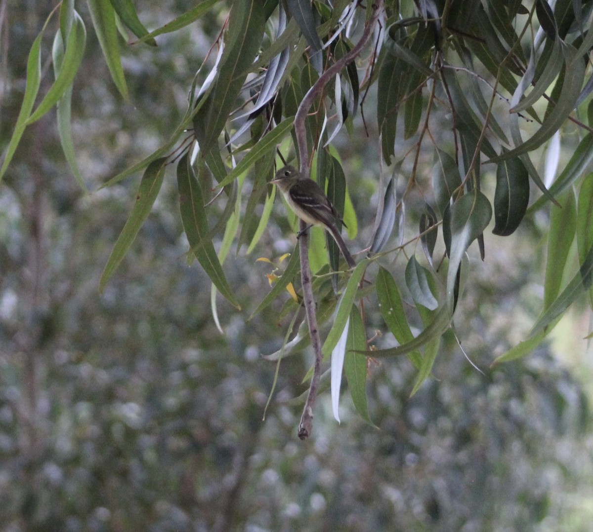 Western Flycatcher - ML620312972