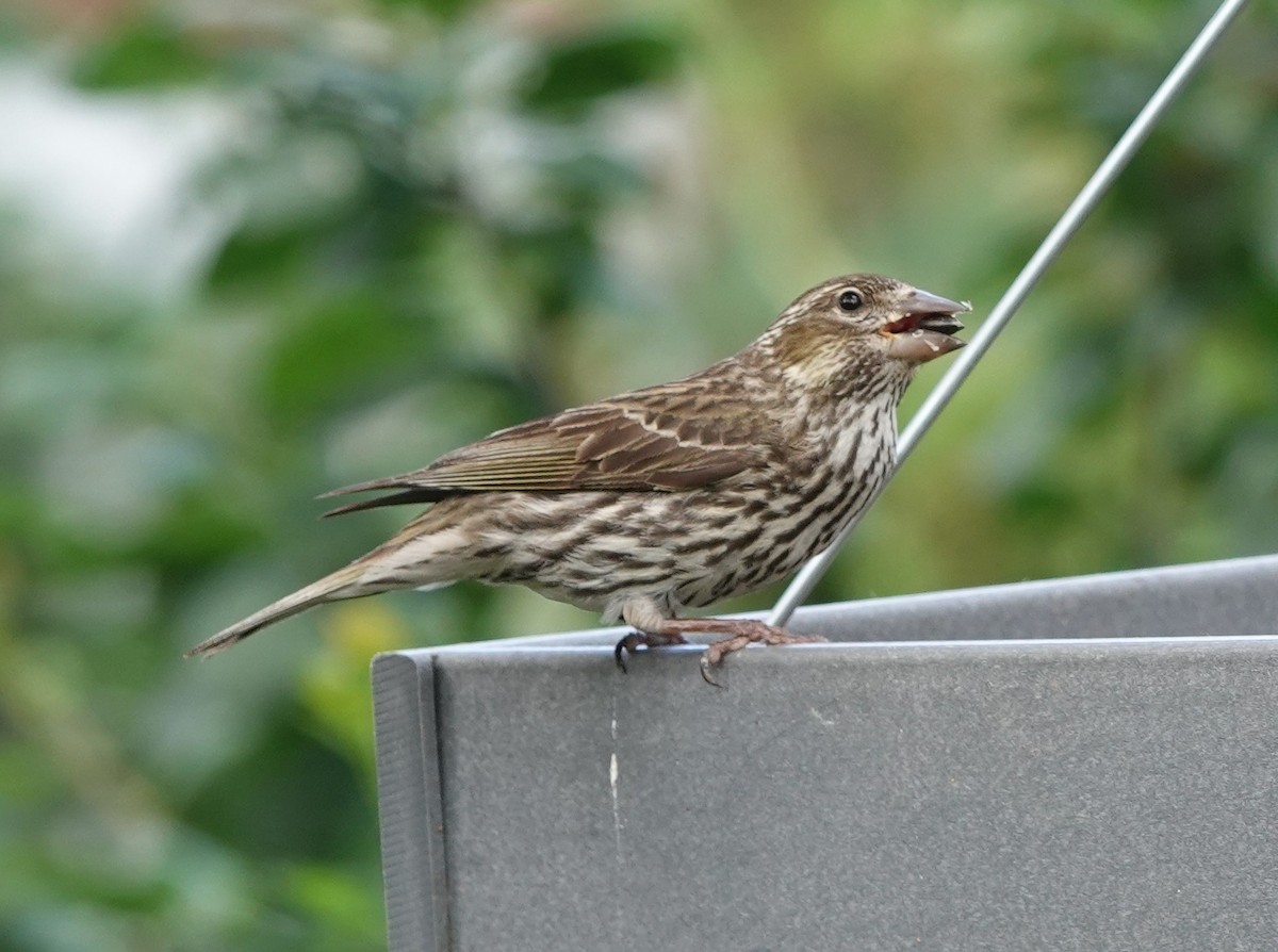 Cassin's Finch - ML620312974