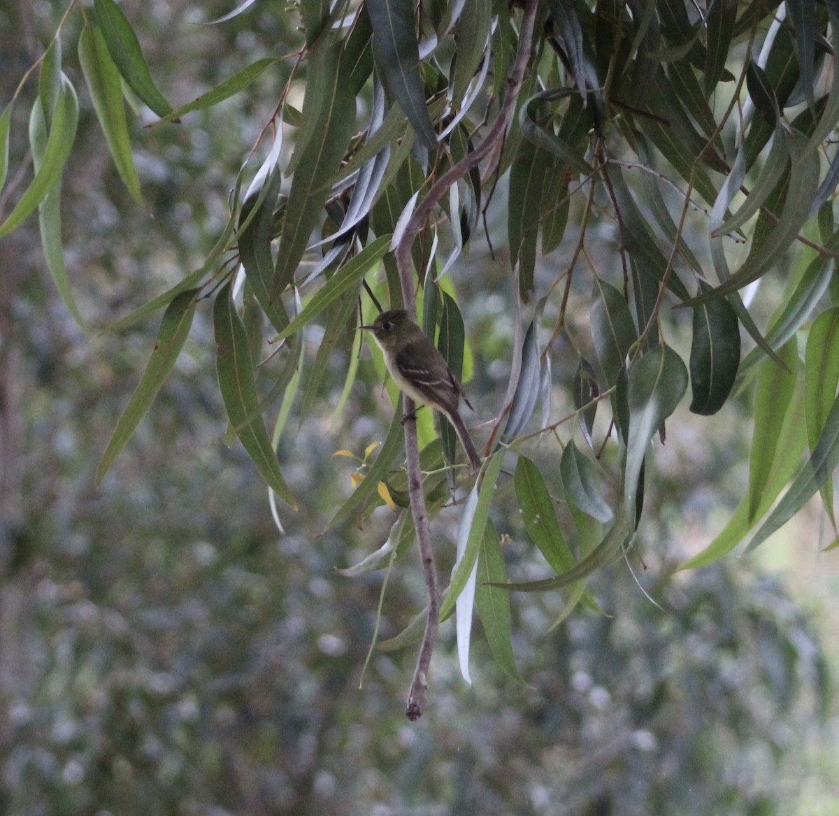 Western Flycatcher - ML620312975