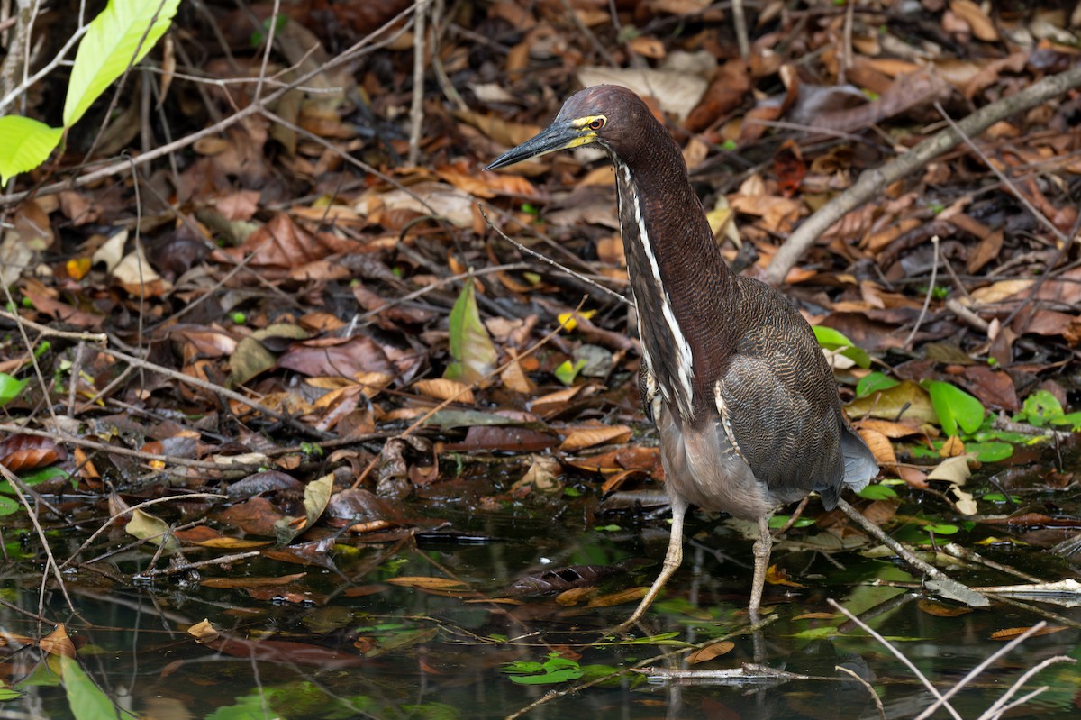 Rufescent Tiger-Heron - ML620312978