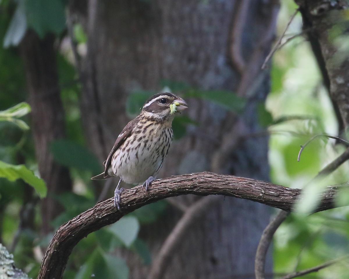 Rose-breasted Grosbeak - ML620312984