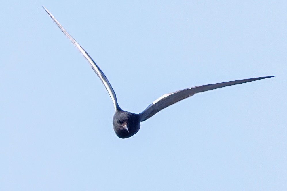 Black Tern - ML620312988