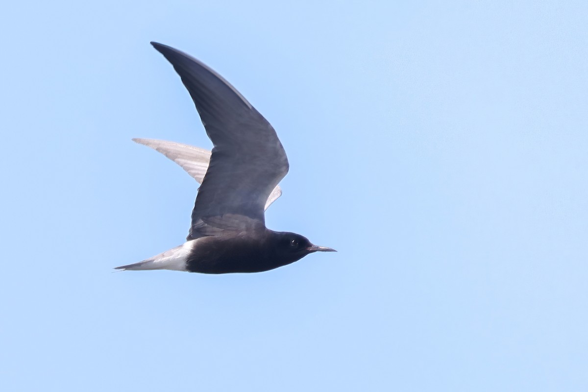 Black Tern - ML620312989