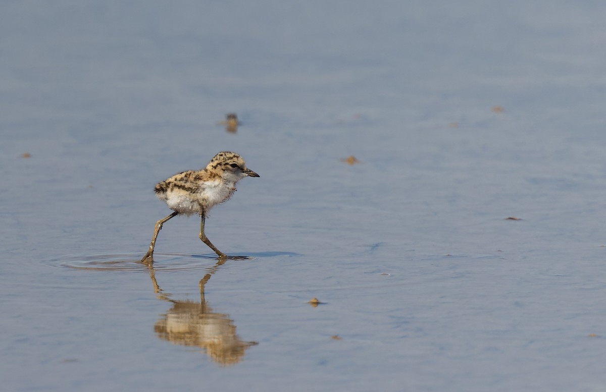Red-capped Plover - ML620312990