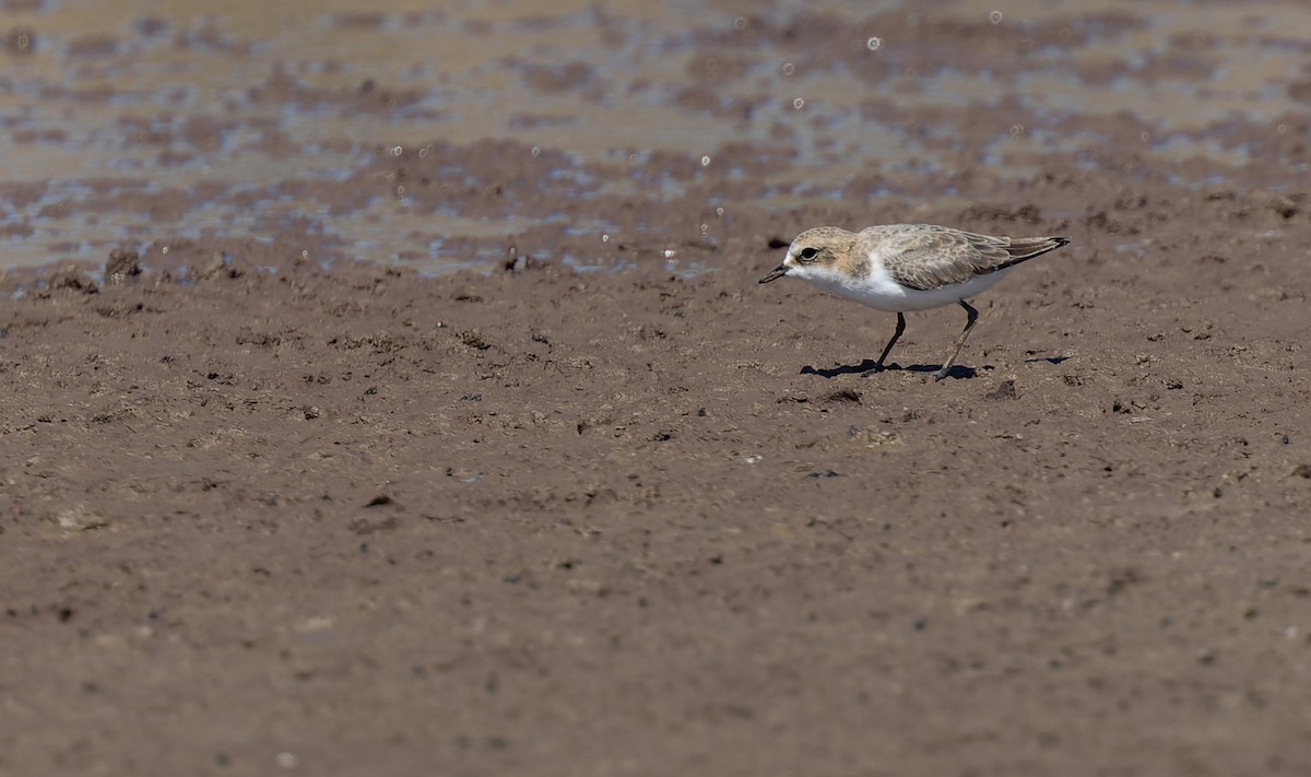 Red-capped Plover - ML620312991