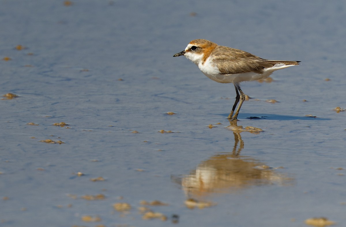 Red-capped Plover - ML620312992