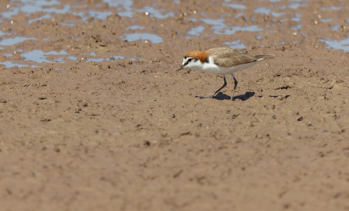 Red-capped Plover - ML620312993