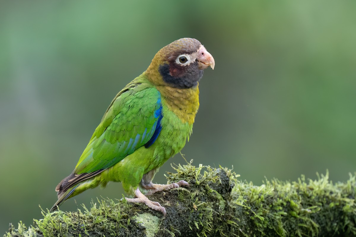 Brown-hooded Parrot - ML620312997