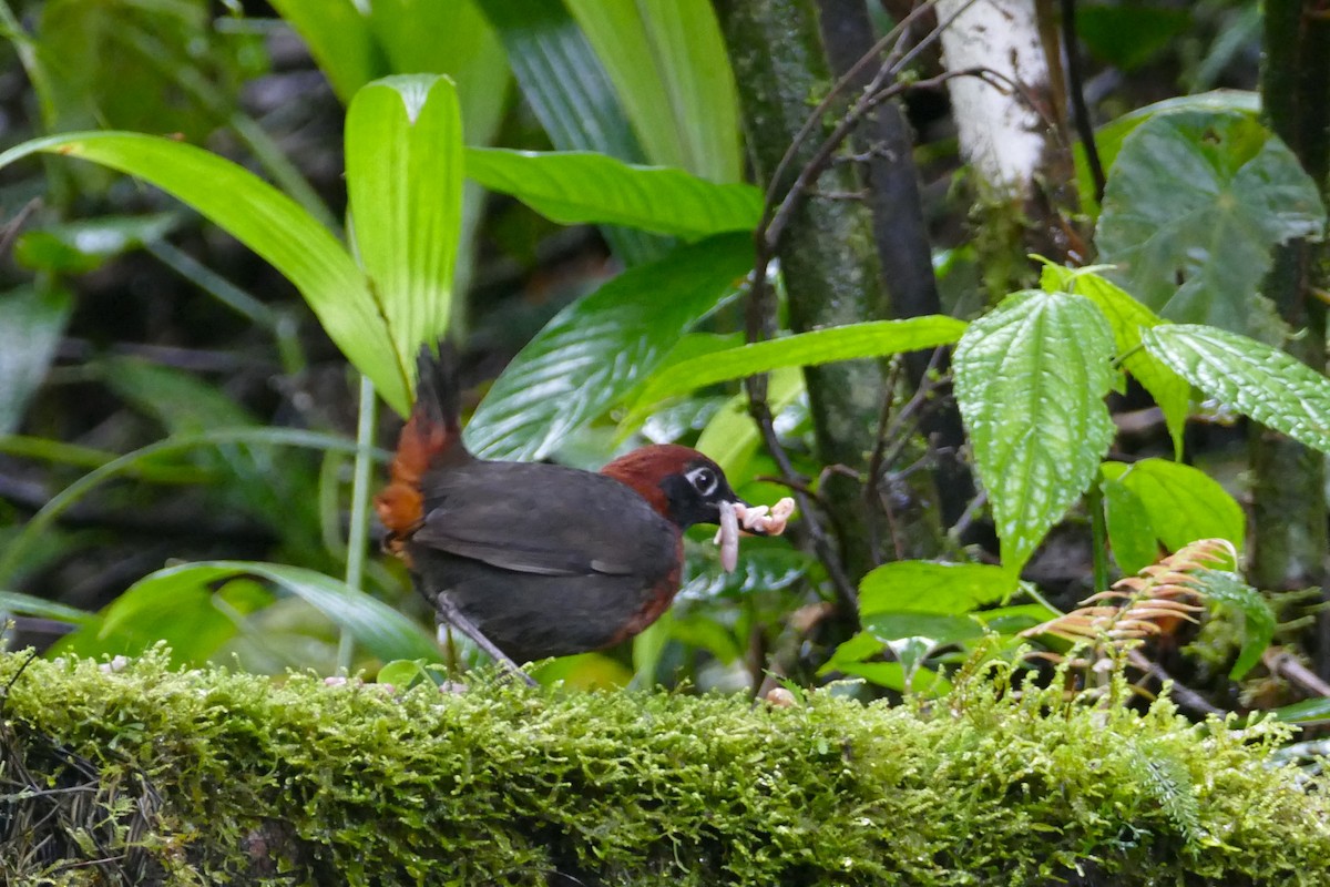 Rufous-breasted Antthrush - ML620312998