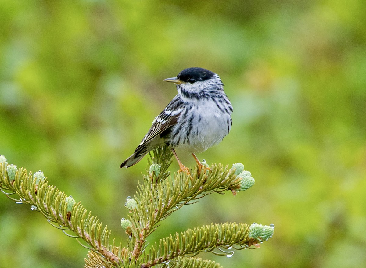 Blackpoll Warbler - ML620313001