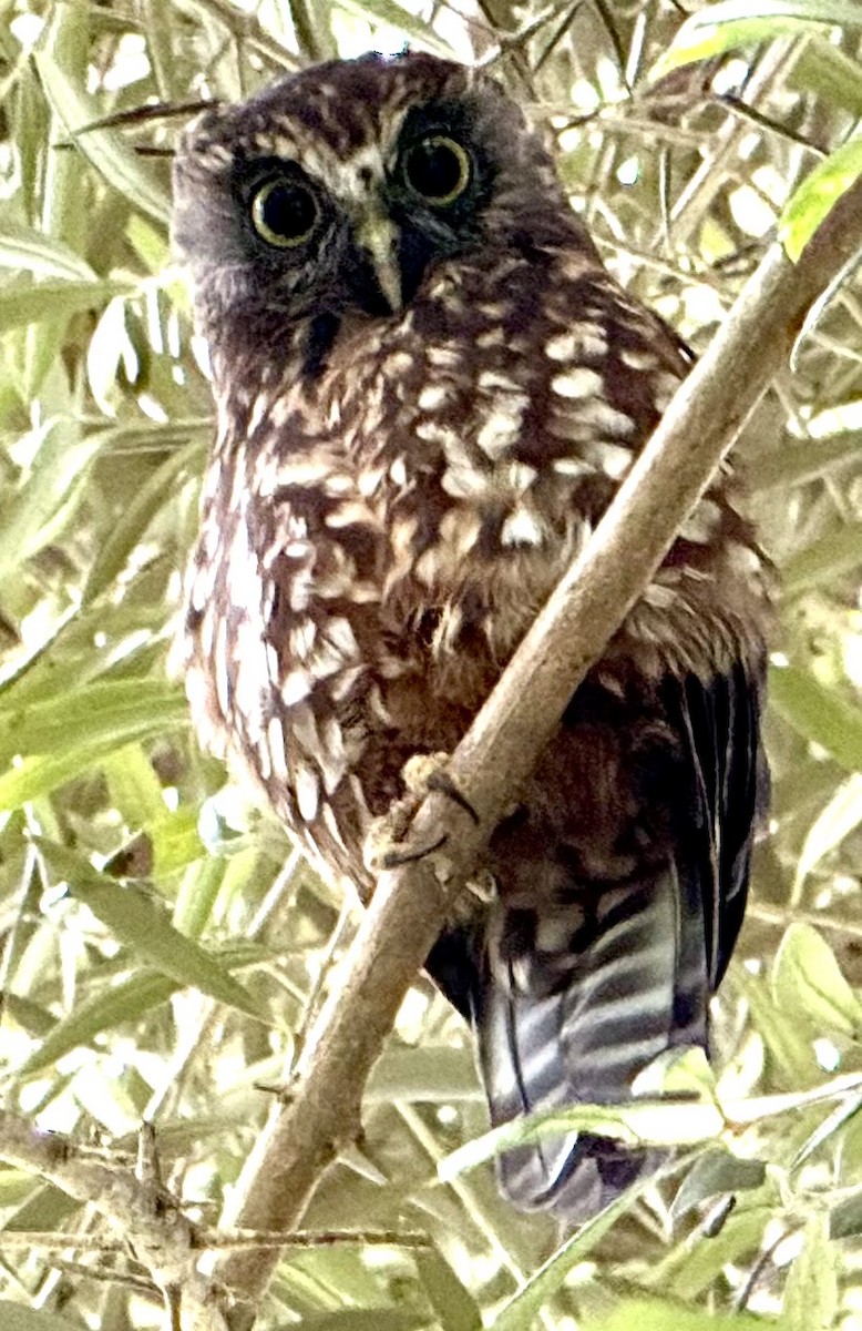 Morepork - ML620313003