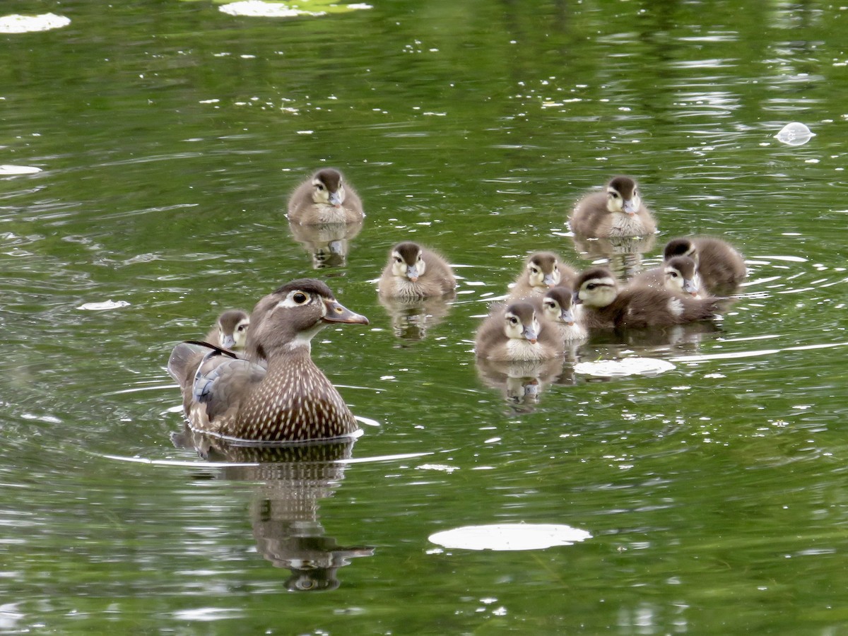 Wood Duck - ML620313006