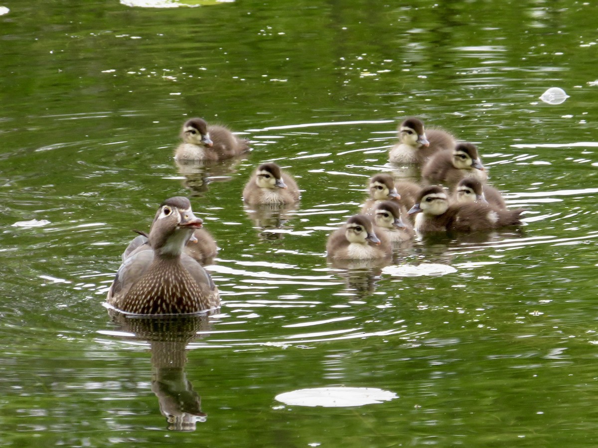 Wood Duck - ML620313007